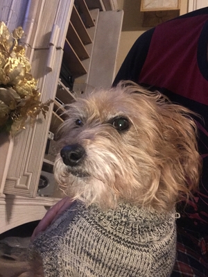 Safe Mutt in Brentwood, CA