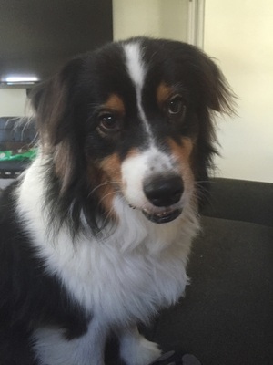 Safe Australian Shepherd in Dallas, TX