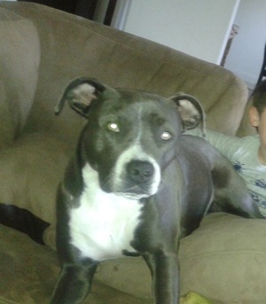 Safe Pit Bull in Perris, CA