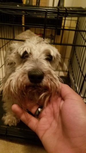 Safe Miniature Schnauzer in Kissimmee, FL