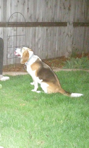 Safe Beagle in Greeley, CO