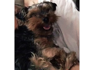 Safe Yorkshire Terrier in Orland Park, IL