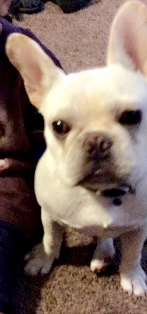 Safe French Bulldog in Aurora, IL