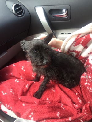 Safe Miniature Schnauzer in Douglasville, GA