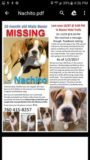 Safe American Bulldog in Vista, CA