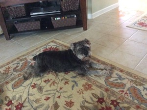 Safe Miniature Schnauzer in Meridianville, AL