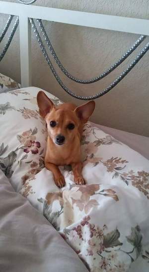 Safe Chihuahua in San Antonio, TX