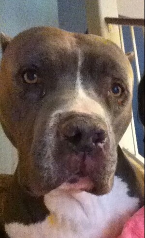 Safe Pit Bull in Goodyear, AZ