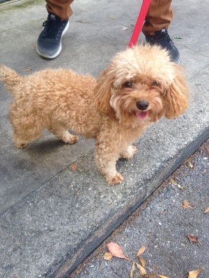 Safe Poodle in Hialeah, FL