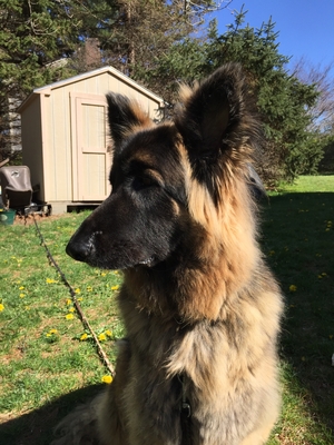 Safe German Shepherd Dog in Osterville, MA US