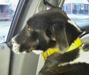 Safe Border Collie in Flushing, MI