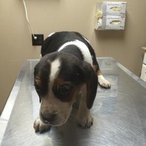 Safe Beagle in Burlington, WI