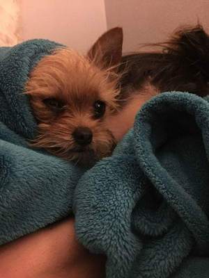 Safe Yorkshire Terrier in San Angelo, TX