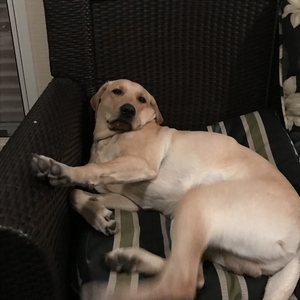 Safe Labrador Retriever in Arlington, TX
