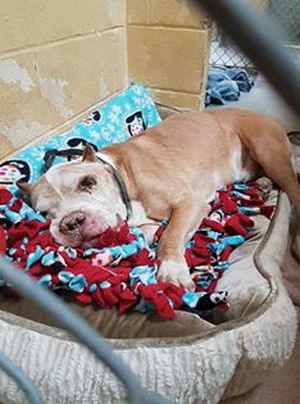 Safe Pit Bull in Tulsa, OK