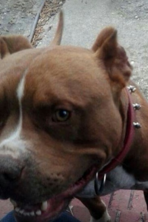Safe Pit Bull in Fayetteville, NC