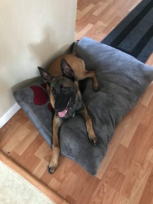 Safe German Shepherd Dog in Elk Grove, CA