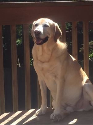 Safe Labrador Retriever in Fletcher, NC