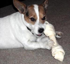 Safe Jack Russell Terrier in Seneca, IL