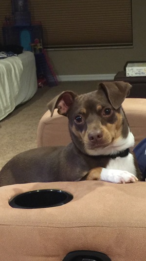 Safe Dachshund in Homosassa, FL