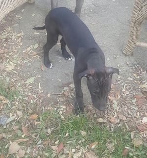 Safe Pit Bull in Cincinnati, OH