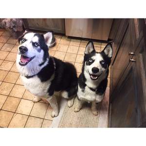 Safe Siberian Husky in Aurora, CO