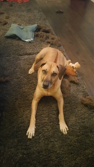 Safe Rhodesian Ridgeback in Alpharetta, GA