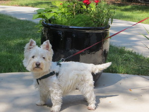 Safe West Highland White Terrier in Denver, CO
