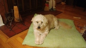 Safe Poodle in Syracuse, NY US