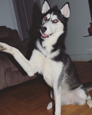 Safe Siberian Husky in Bronx, NY