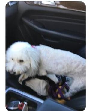 Safe Bichon Frise in Allen, TX