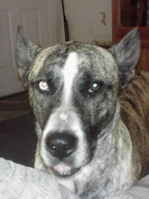 Safe Dog in Jacksonville, NC
