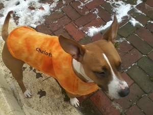 Safe Cardigan Welsh Corgi in Mechanicsburg, PA