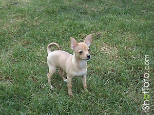 Safe Chihuahua in Tulsa, OK
