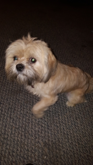 Safe Shih Tzu in Beltsville, MD