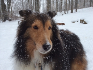 Safe Shetland Sheepdog in Ravenna, OH