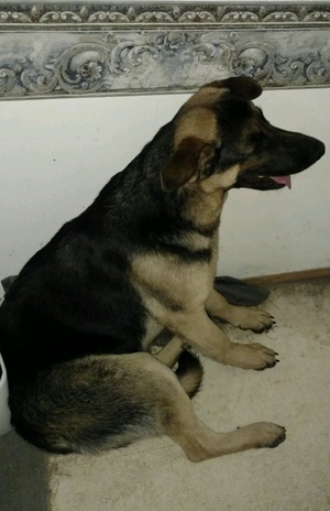 Safe German Shepherd Dog in Canton, TX