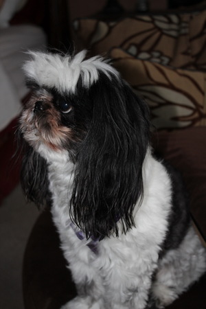 Safe Shih Tzu in Allen, TX