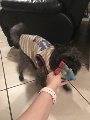 Safe Miniature Schnauzer in Phoenix, AZ