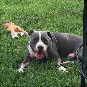 Safe Pit Bull in Katy, TX