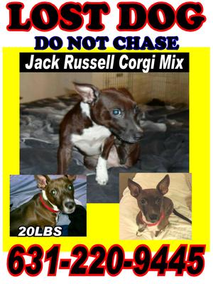 Safe Jack Russell Terrier in Brentwood, NY