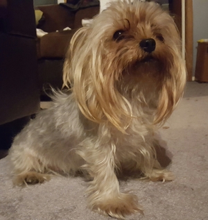 Safe Yorkshire Terrier in Allentown, PA