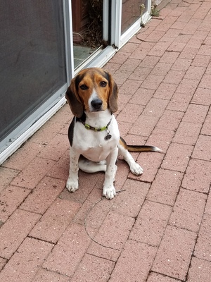 Safe Beagle in Santa Maria, CA