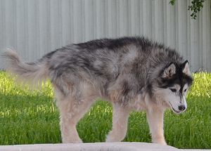 Safe Siberian Husky in Homestead, FL