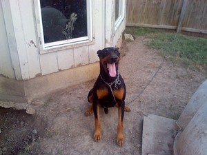 Safe Doberman Pinscher in Lancaster, TX