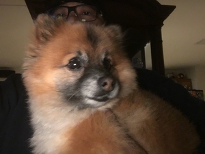 Safe Pomeranian in Mather, CA