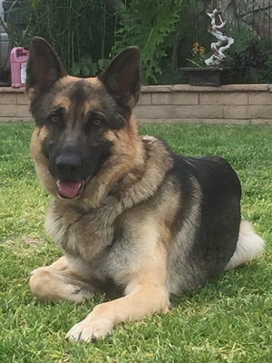 Safe German Shepherd Dog in Whittier, CA