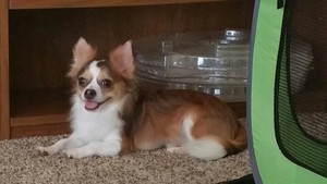 Safe Chihuahua in Overland Park, KS