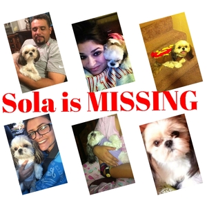 Safe Shih Tzu in San Jose, CA