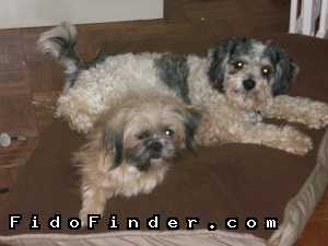 Safe Lhasa Apso in CHARLOTTE, NC